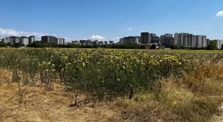 Akçalar Mahallesi'nde Tarımın Gözbebeği: Mısır ve Ayçiçeği