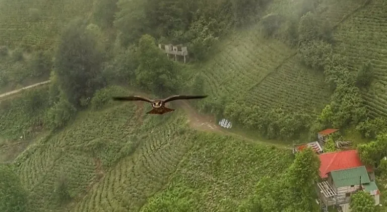 Artvin'de gökdoğan drone tarafından görüntülendi