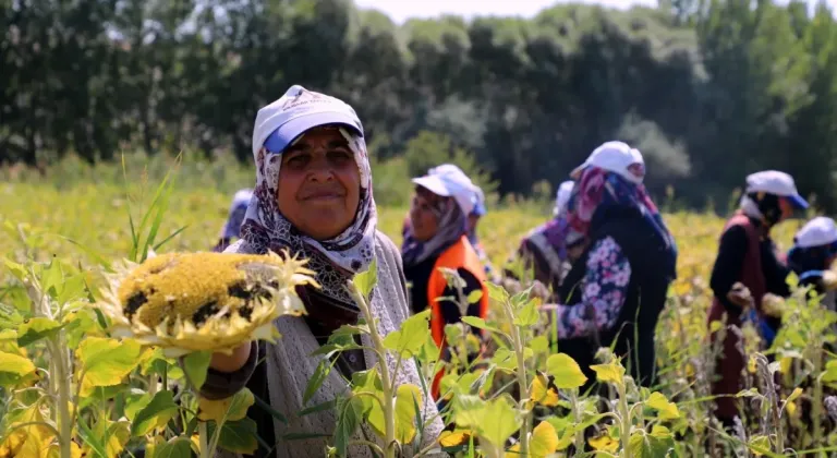 Ayçiçeği Hasadı Başladı: Çiftçiler Verim Sorunuyla Karşı Karşıya!