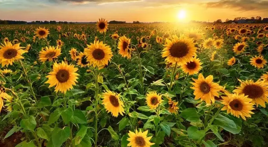 Manşet Resmi
