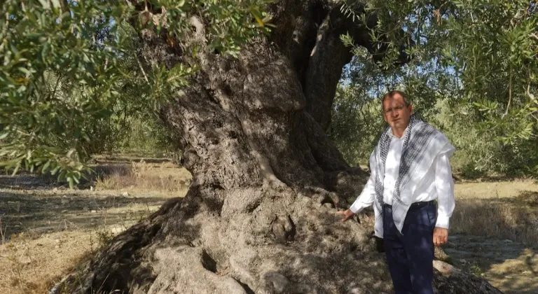 'Ayvalık Zeytinyağı' AB'den tescil bekliyor