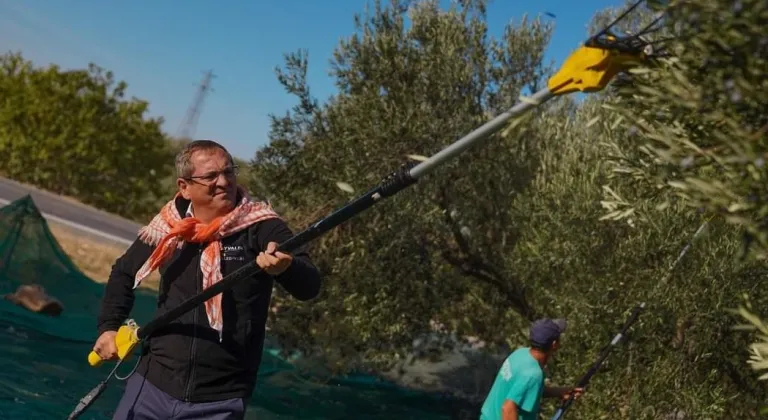 Ayvalık'ta belediye zeytinliklerinde ilk hasat