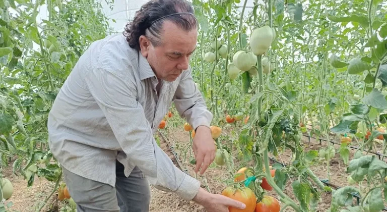 Bilecik’te Hobi Sera Harikası: 2 Kilo Domates Yetiştirme Rekoru Kırıldı!