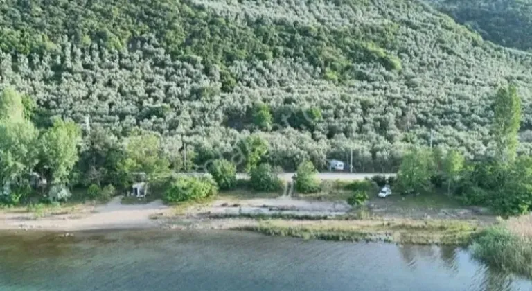 Bursa İznik'te Zeytin Tarlalarıyla İlçeye Renk Katıyor