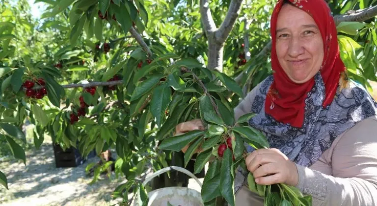 Bursa Keles Kirazı'nın Coğrafi İşaretli İlk Hasat Etkinliği