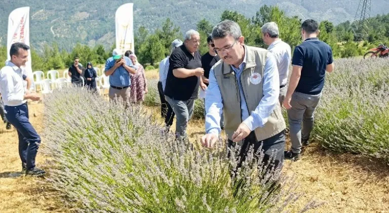 Bursa Orhaneli'de Lavanta Hasadı Başladı!