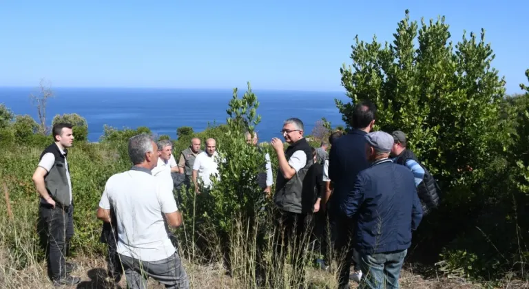 Bursa Orman, Mudanya kırsalında defne sahalarını iyileştirecek