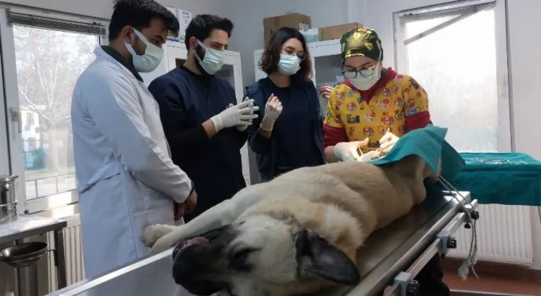 Bursa Osmangazi'de başıboş köpekler için örnek çalışma