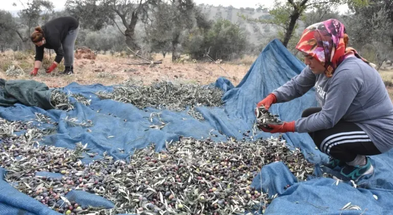 Bursa Ziraat Odaları, zeytin toplama işçilik ücretlerini belirledi