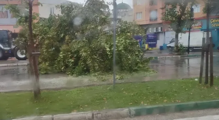 Bursa'da Dev Ağaç Şiddetli Yağışla Yola Devrildi