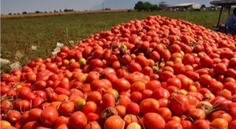 Bursa’da salça sezonu sürüyor