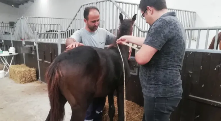 Bursa'da yeni doğan tayların tescili sürüyor