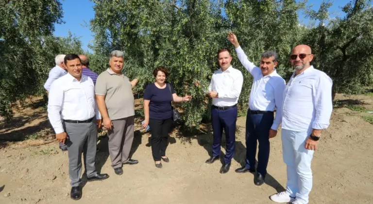 Bursa'da zeytin rekoltesinde yüksek verim bekleniyor