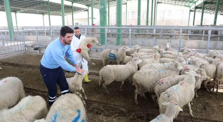 Büyükbaş azaldı, küçükbaş arttı