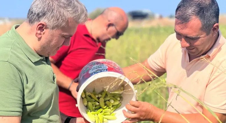 Canbey’den Balıkesir'de bamya hasadı