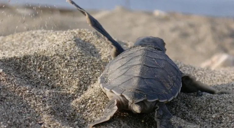 Caretta Caretta’lara hayat oluyorlar