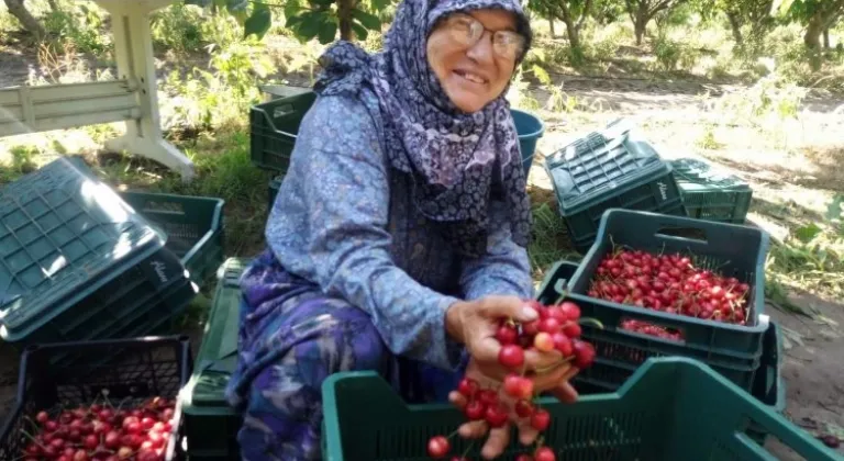 Çeribaşı Kiraz Hasat Şenliği bugün yapılacak