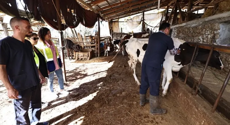 Denizli mastit hastalığıyla mücadele ediyor... İlk doz aşılar yapıldı