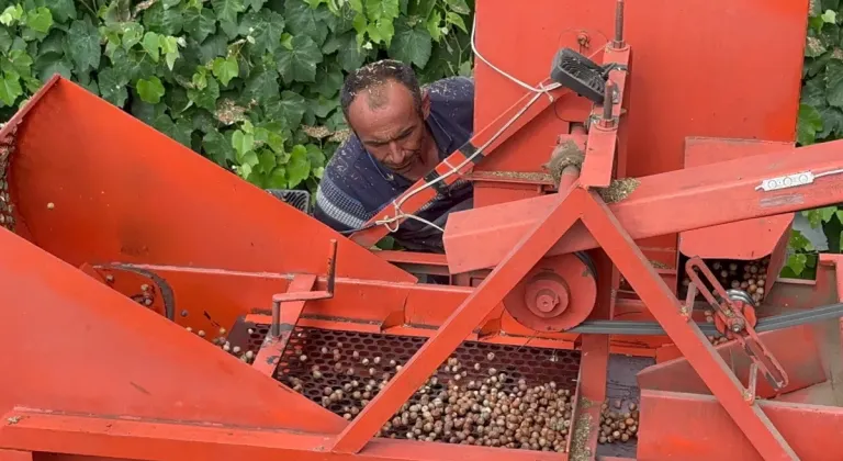 Düzce'de zorlu fındık hasadında patoz başladı