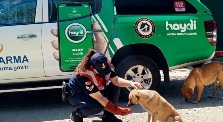 Edirne Jandarma Komutanlığı yaz sıcaklarında can dostları unutmuyor