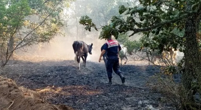 Edirne Jandarma, Lalapaşa'da Yangında Hayvanları Kurtardı