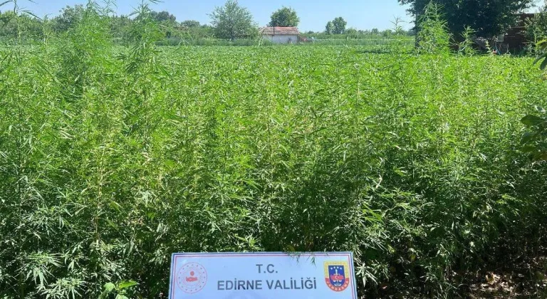 Edirne Jandarması'nın Operasyonu: 6 Bin Kök Kenevir Ele Geçirildi!