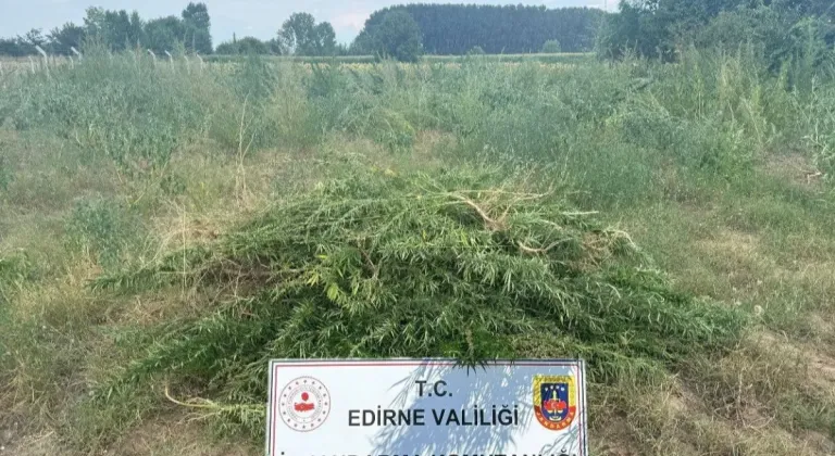 Edirne Keşan'da 3 Bin Kenevir Bitkisine Büyük Operasyon