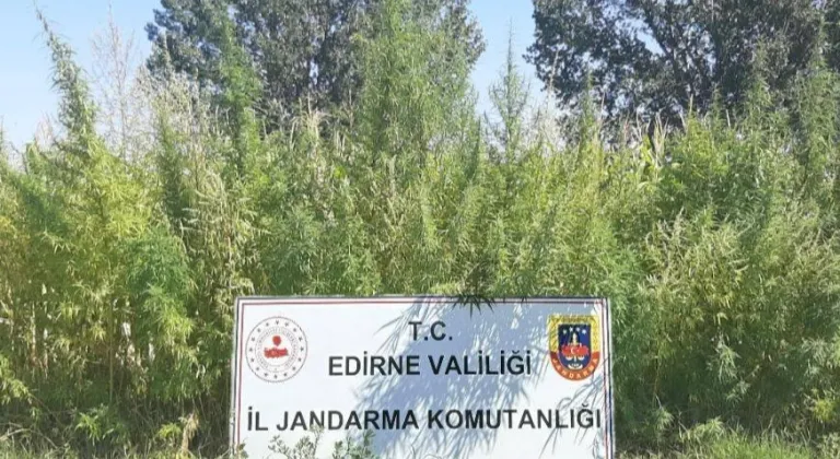 Edirne'de 159 bin kök kenevir ele geçirildi