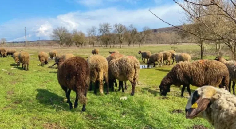 Edirne'de 31 çiçek vakası tespit edildi! Kırmızı etle bulaşır mı?