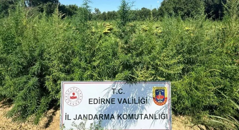 Edirne'de 49 bin 500 kök kenevire imha