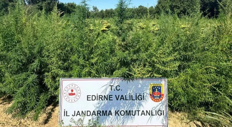 Edirne'de binlerce kök kenevir el konuldu