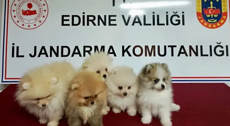 Edirne'de hayvan kaçakçılığı operasyonu... 5 köpek kurtarıldı!