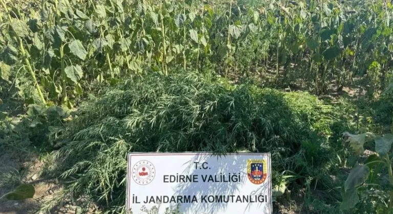 Edirne'de Kaçak Çiftlikte Binlerce Kenevir Bitkisi İmha Edildi