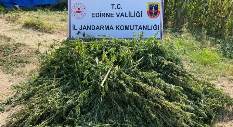 Edirne'de Kaçak Kenevir Tarlası Operasyonla Ele Geçirildi