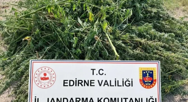 Edirne'de Kenevir Ekimi Yapan Şüpheli Jandarma Tarafından Yakalandı!