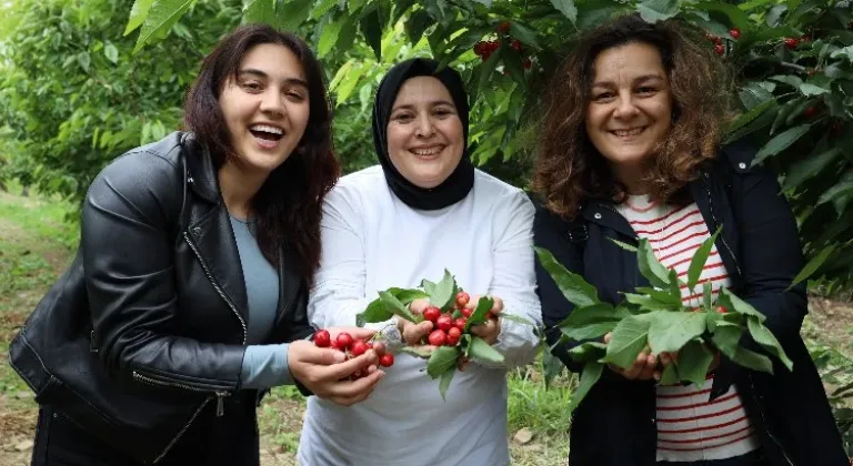 Ege'de kiraz hasadına enerji kattılar