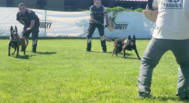 Hangi köpek ırklarından patlayıcı madde uzmanı çıkıyor?