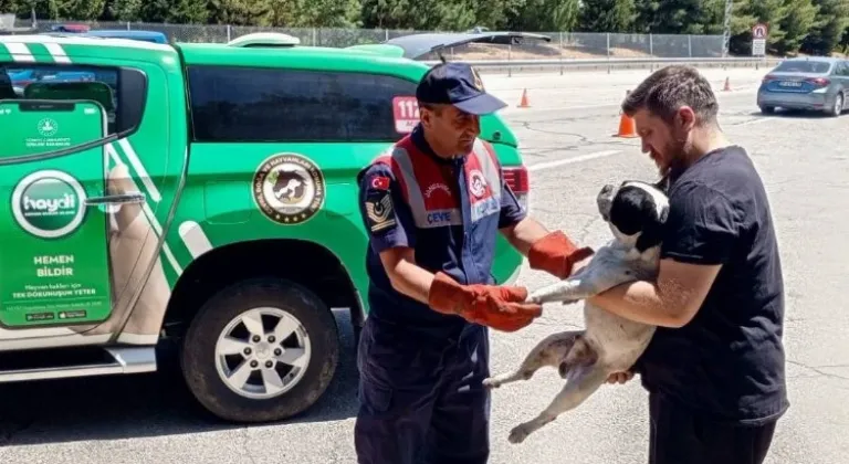 Havsa'da Jandarma Müdahalesi: Yaralı Köpek Kurtarıldı