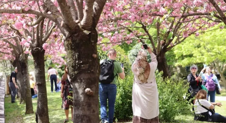 İstanbul Büyükşehir Belediyesi Baltalimanı Japon Bahçesi'nde Sakura Ağaçlarına Yoğun İlgi