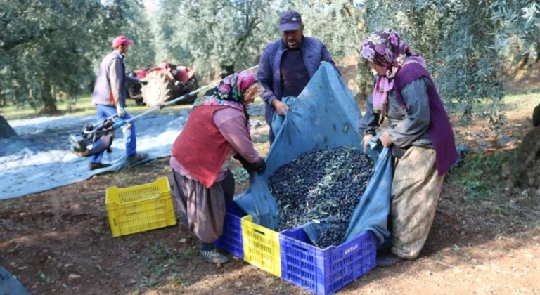 İşte zeytinin 1 kg maliyeti!