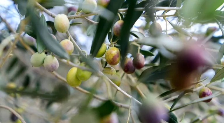 İzmir Bornova’da zeytin üreticilerine lojistik destek