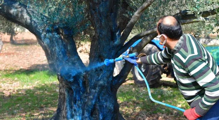 İzmir Büyükşehir'in Yarımada Zeytin Üreticilerine Verdiği Müthiş Destek!