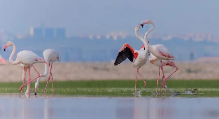 İzmir Körfez Geçiş Projesi'ne Karşı Doğa Koruma Çağrısı!