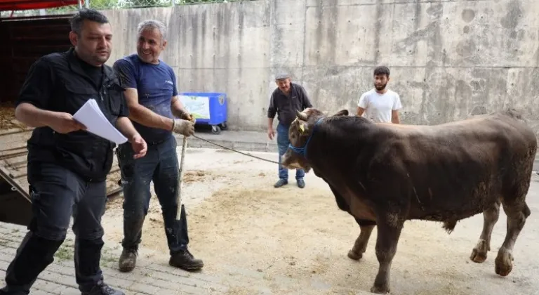 İzmit Belediyesi Modern Hayvan Pazarına kurbanlıklar geliyor