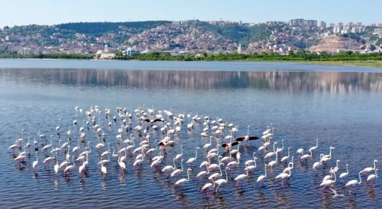 İzmit Körfezi’nin pembe süsleri geldi... Biyoçeşitlilik artıyor