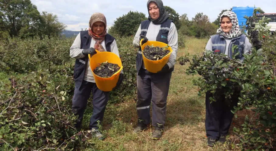 Manşet Resmi