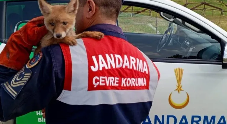 Jandarma, ailesinden ayrı yavru tilkiyi  doğaya kavuşturdu