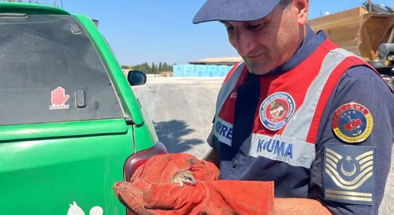 Jandarma Yediuyur Yavrusunu Kurtararak Nesli Tehlike Altındaki Tür Canlısını Korudu