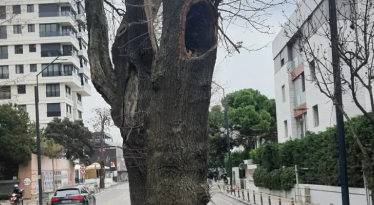 Kadıköy’de hasta ağaçların yerine yenileri dikilecek