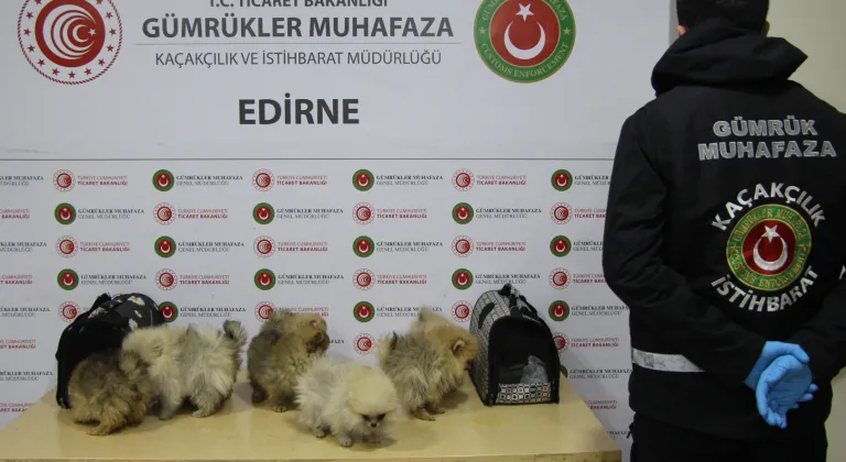 Kapıkule Gümrük Sahasında Faturasız ve Belgesiz Köpek Skandalı Ortaya Çıktı!